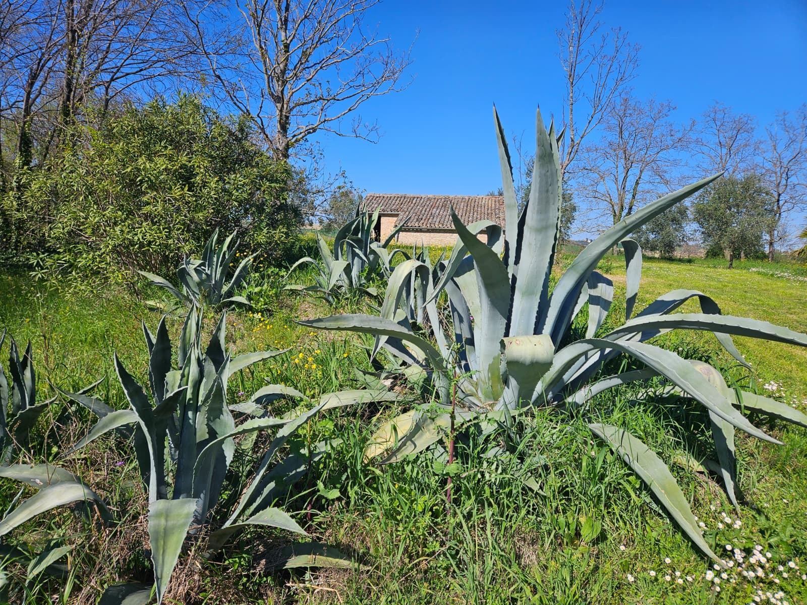 Agaven in einer sonnigen Gartenlandschaft