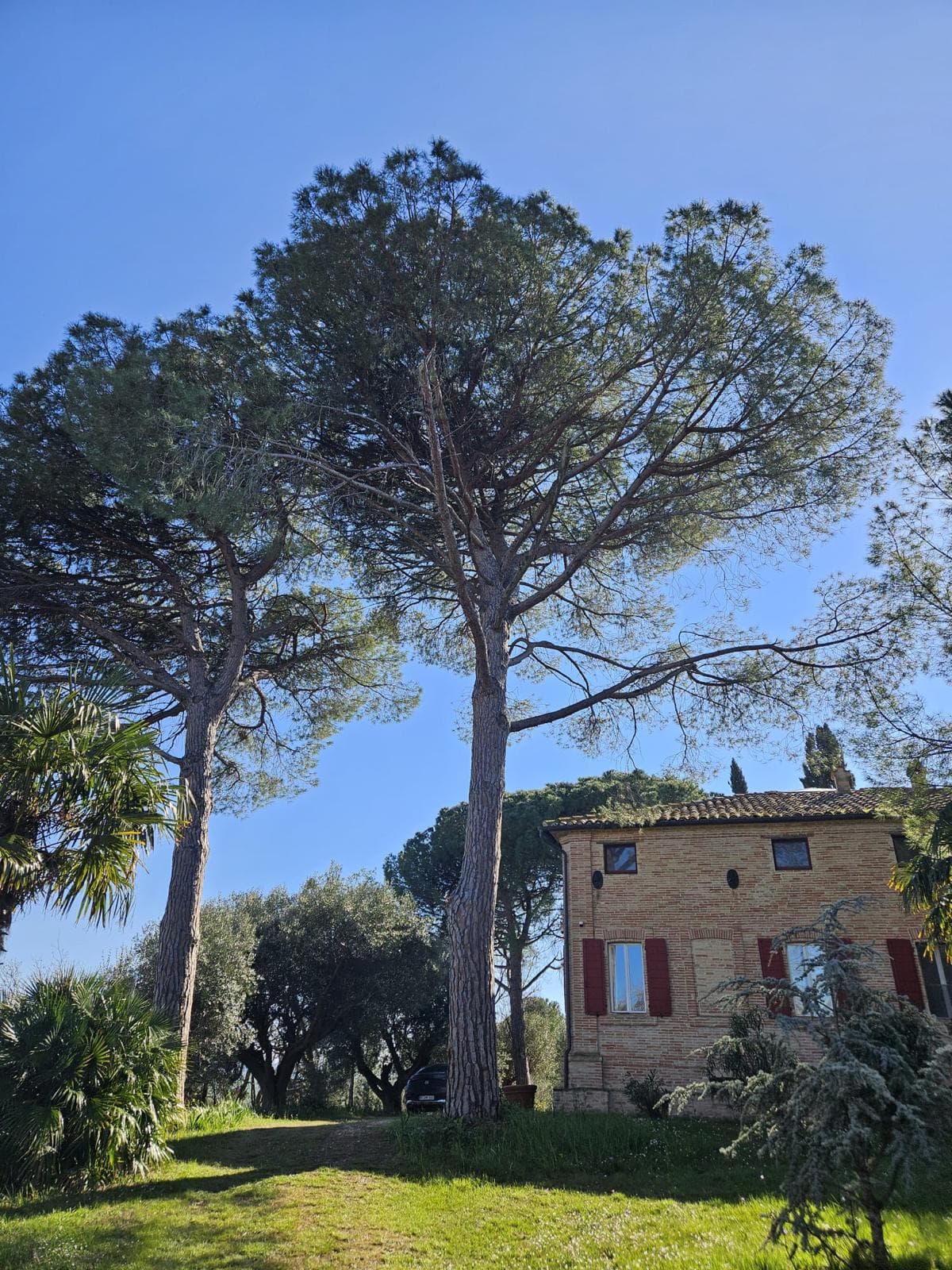 Hohe Pinien vor einem alten Haus unter blauem Himmel
