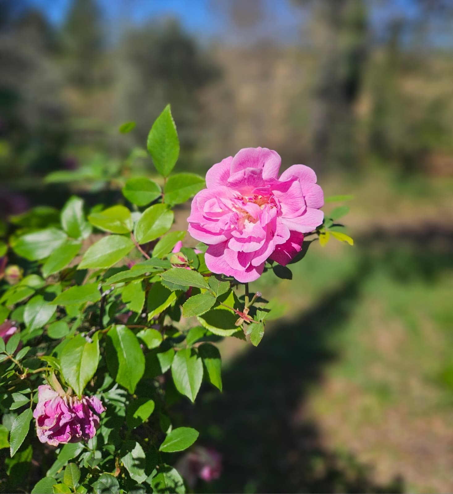 Englische Rose in naturnaher Umgebung