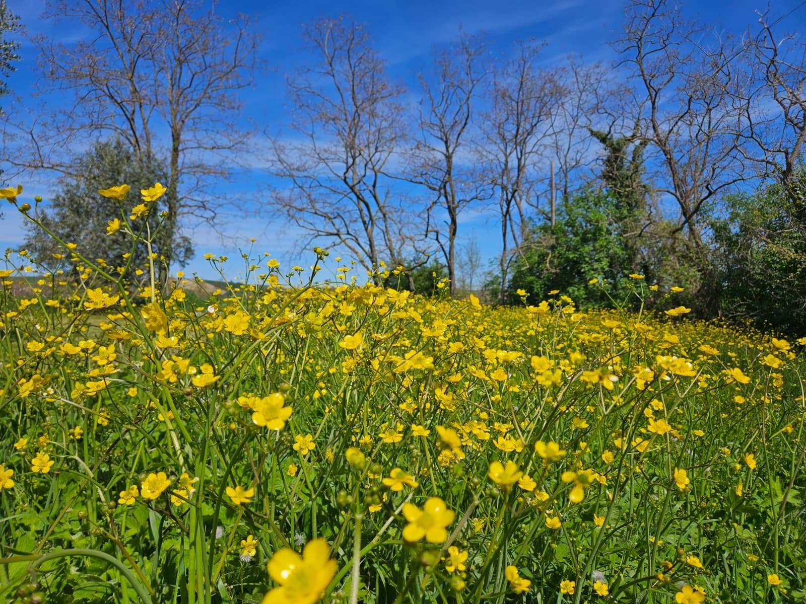 Gelbes Blütenfeld vor blauem Himmel